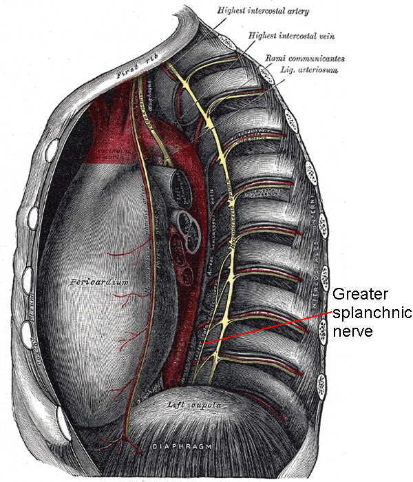 Anatomy, Abdomen and Pelvis, Splanchnic Nerves Article