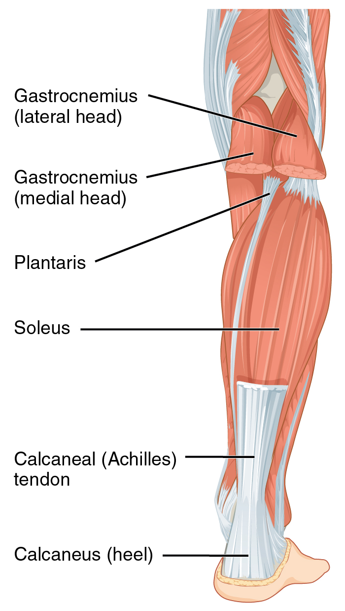 Achilles Reflex Article