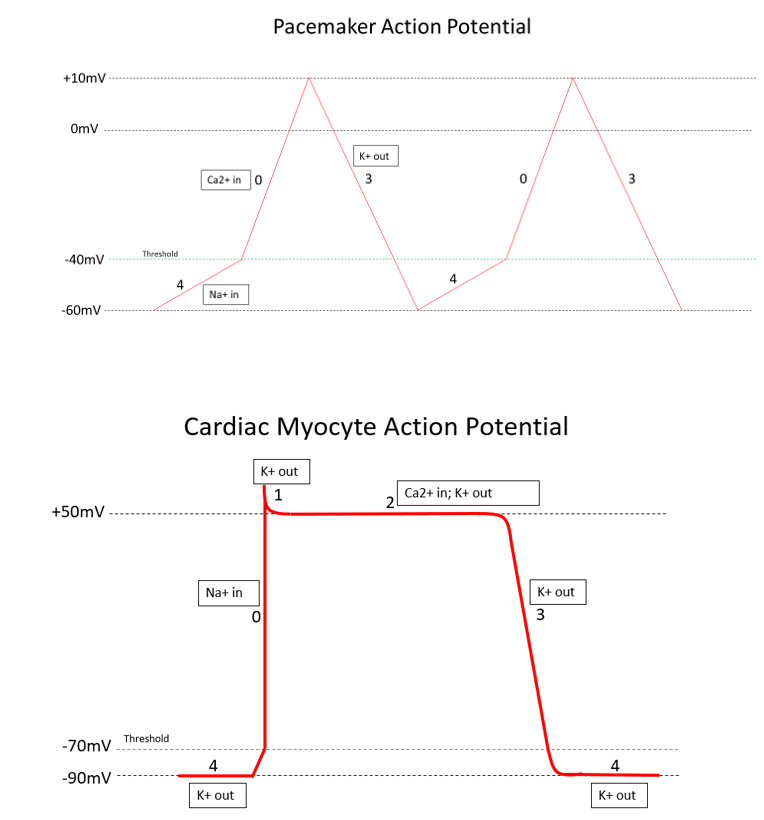 Pacemaker Indications Article