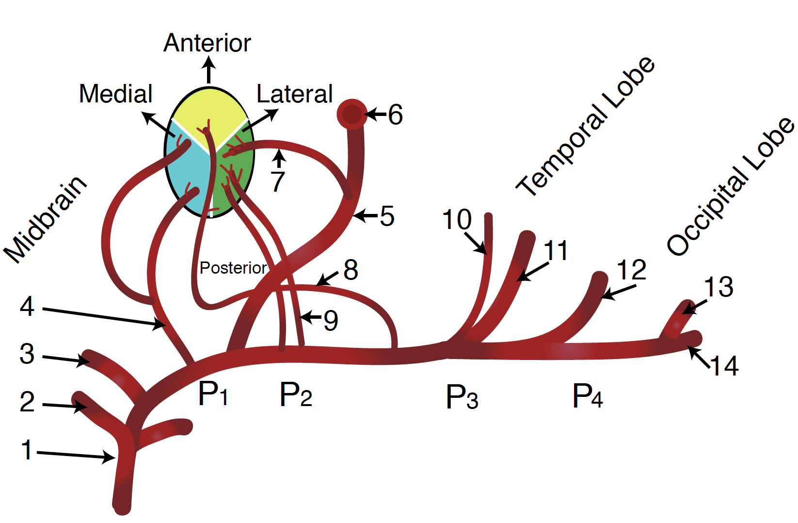 Neuroanatomy, Cerebral Blood Supply | Treatment & Management | Point of ...