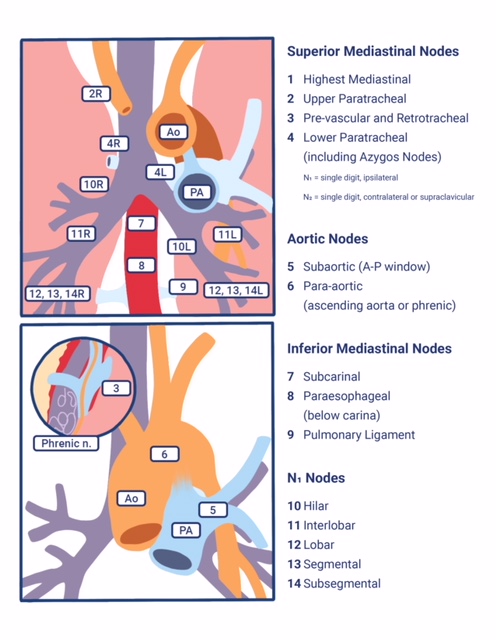 Anatomy, Thorax, Mediastinal Lymph Nodes Article