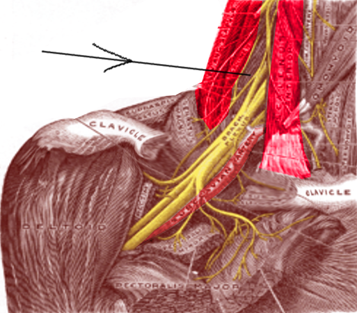 Scalene Triangle Anatomy