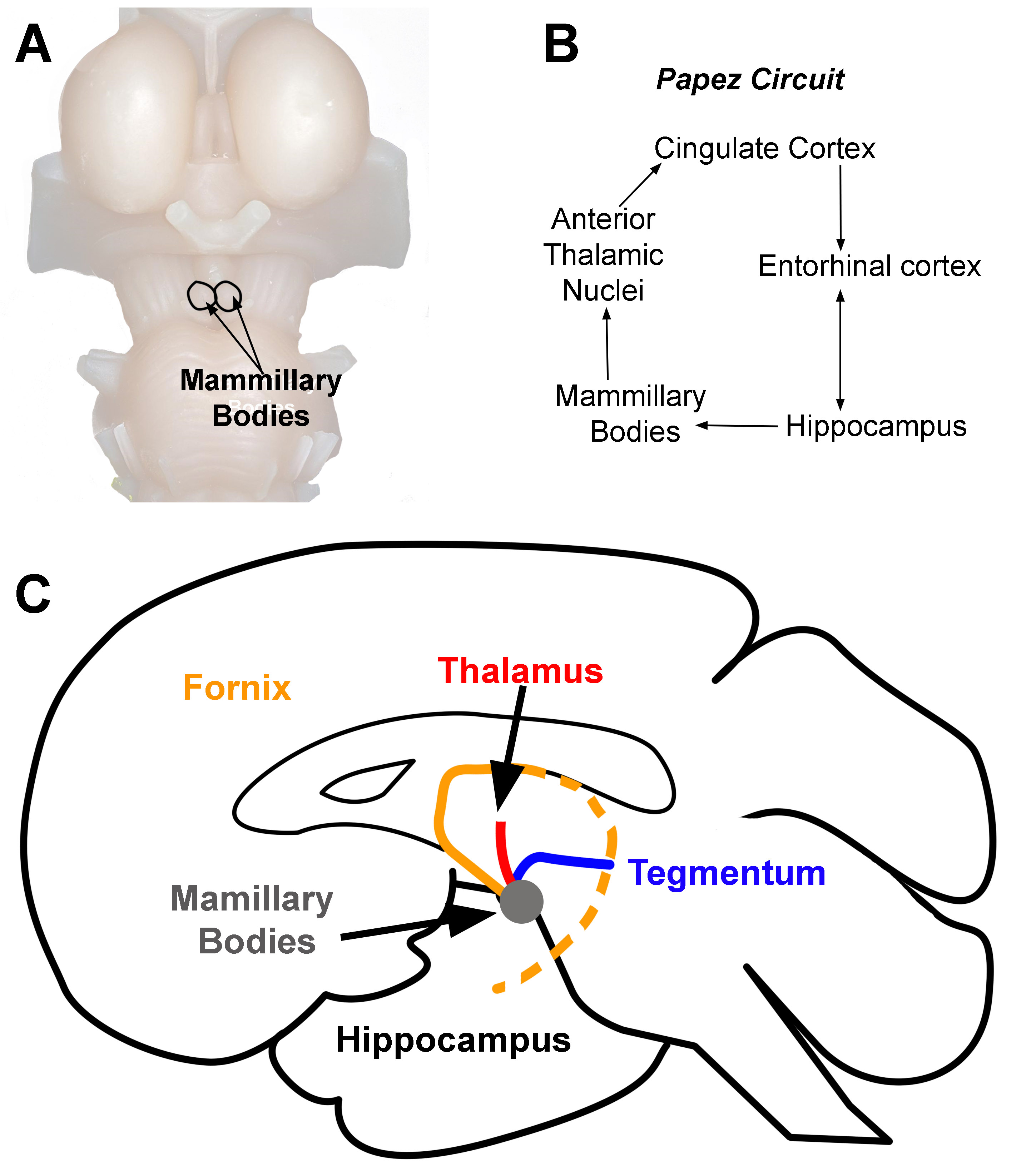 Neuroanatomy, Cingulate Cortex Article