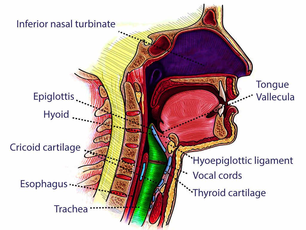 Anatomy, Head and Neck, Neck Movements Article