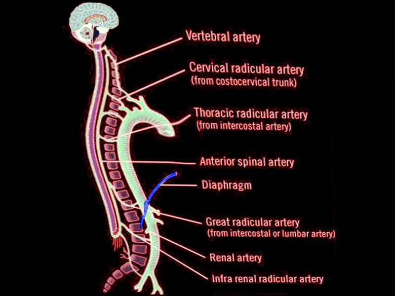 Anatomy Back Spinal Cord Arteries Article Statpearls