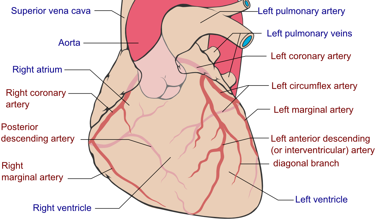 cardiac-dominance-article