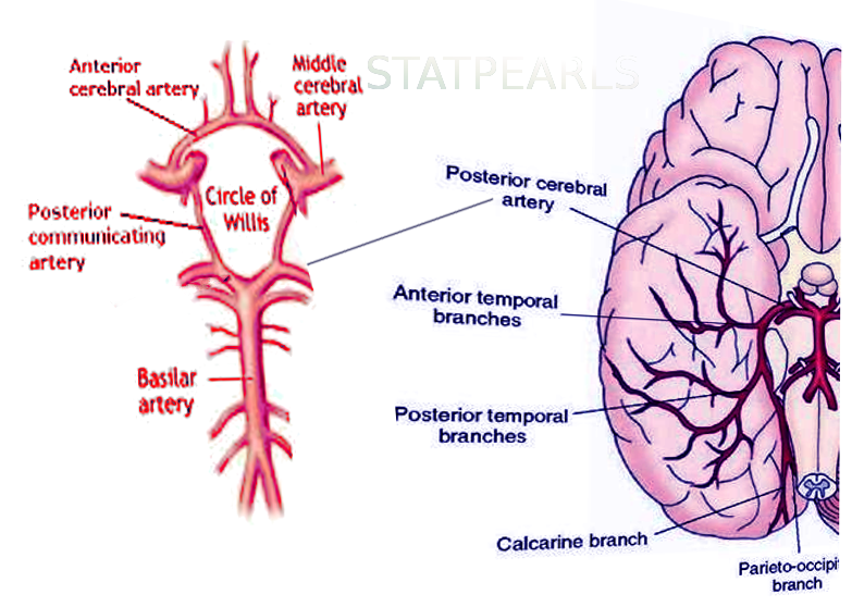 Neuroanatomy Posterior Cerebral Arteries Article Statpearls 9372