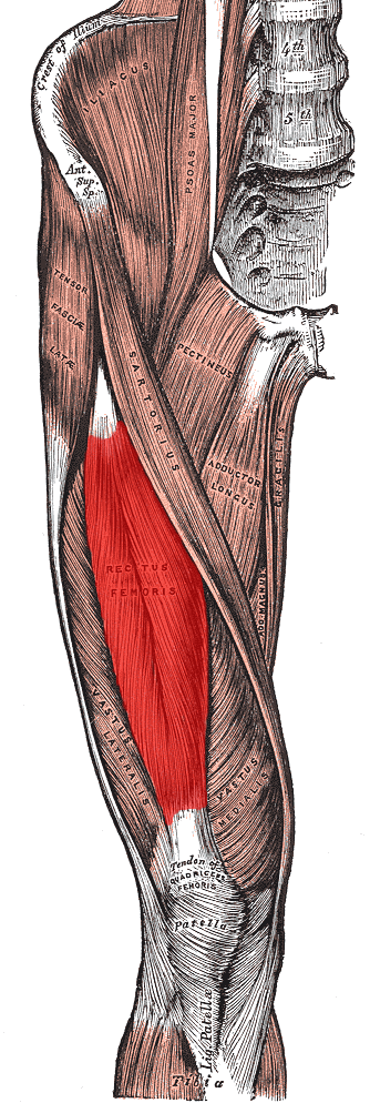 Anatomy Abdomen And Pelvis Rectus Femoris Muscle Article 9260