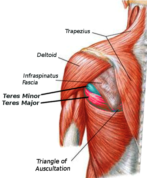 Anatomy, Shoulder and Upper Limb, Arm Teres Minor Muscle Article