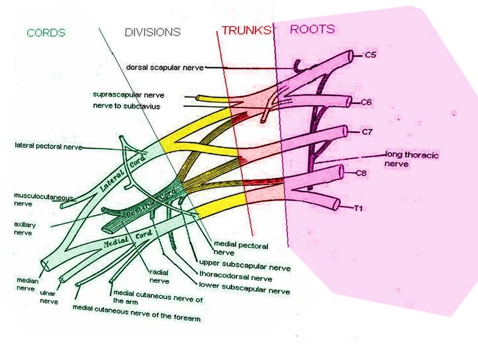 Anatomy, Shoulder and Upper Limb, Brachial Plexus Article