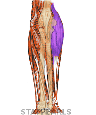 Anatomy, Shoulder and Upper Limb, Forearm Brachioradialis Muscle Article