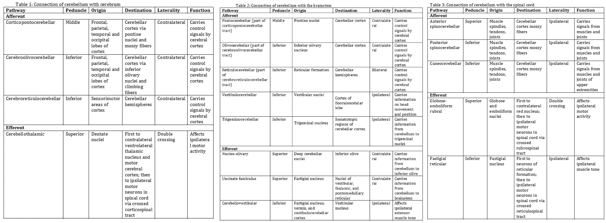 Neuroanatomy, Cerebellum Article