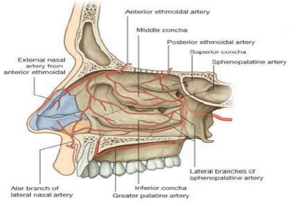 Anatomy, Head And Neck, Nose Sinuses Article