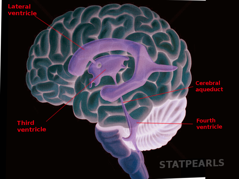 Neuroanatomy, Cerebral Aqueduct (sylvian) 