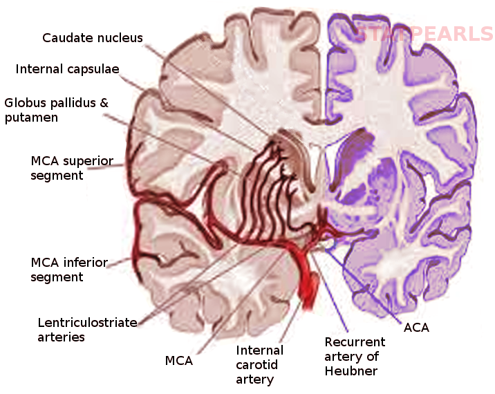 Anatomy, Head and Neck, Striate Arteries Article