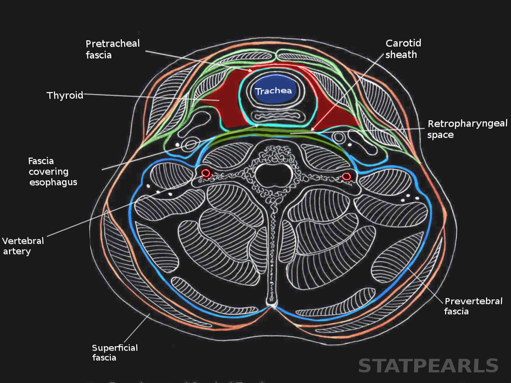 Anatomy Head And Neck Deep Cervical Neck Fascia Article Statpearls